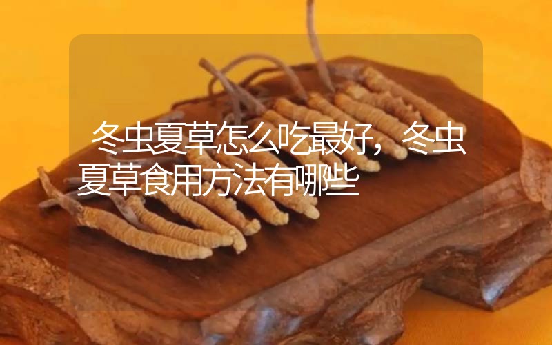 冬蟲夏草怎么吃最好，冬蟲夏草食用方法有哪些
