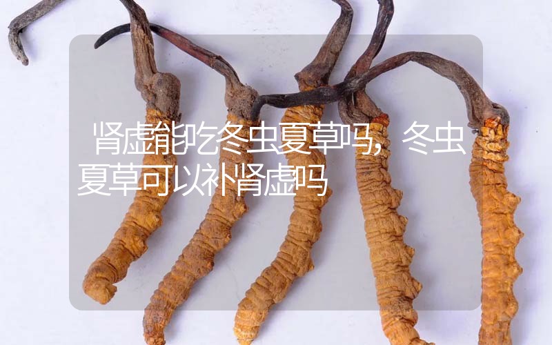 腎虛能吃冬蟲夏草嗎，冬蟲夏草可以補(bǔ)腎虛嗎？