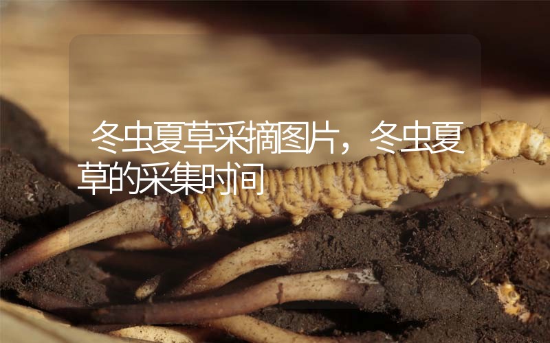 冬蟲夏草采摘圖片，冬蟲夏草的采集時(shí)間
