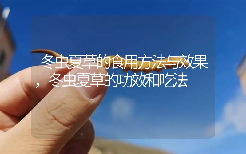 冬蟲夏草的食用方法與效果，冬蟲夏草的食用方法！
