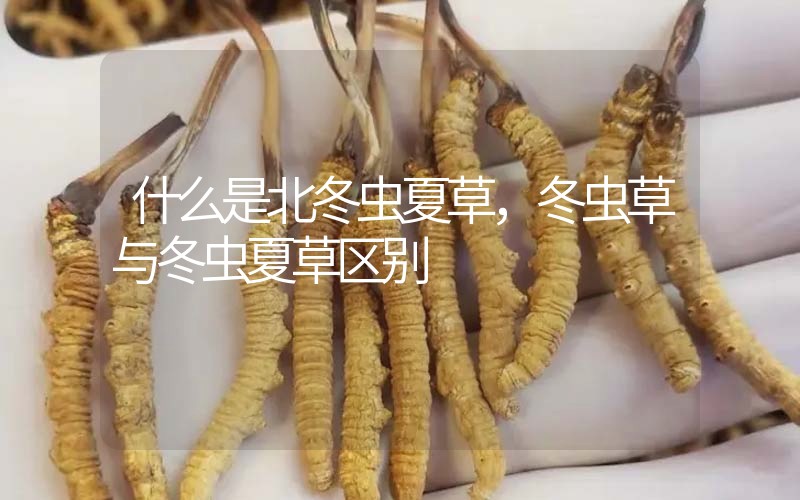 什么是北冬蟲夏草，北冬蟲草與冬蟲夏草區(qū)別