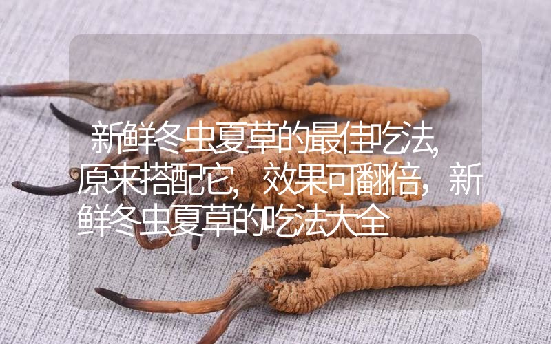 新鮮冬蟲(chóng)夏草的最佳吃法,原來(lái)搭配它,效果可翻倍，新鮮冬蟲(chóng)夏草的吃法大全