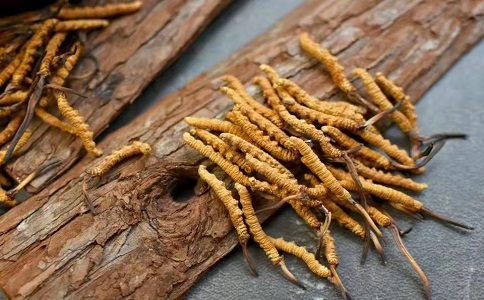 冬蟲夏草多少錢一克，哪個(gè)地區(qū)的質(zhì)量比較可靠呢