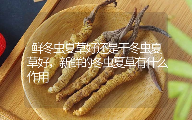 鮮冬蟲夏草好還是干冬蟲夏草好，新鮮的冬蟲夏草有什么作用
