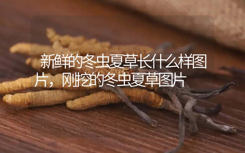 新鮮的冬蟲夏草長(zhǎng)什么樣圖片，剛挖的冬蟲夏草圖片