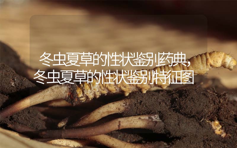 冬蟲夏草的性狀鑒別藥典，冬蟲夏草的性狀鑒別特征圖