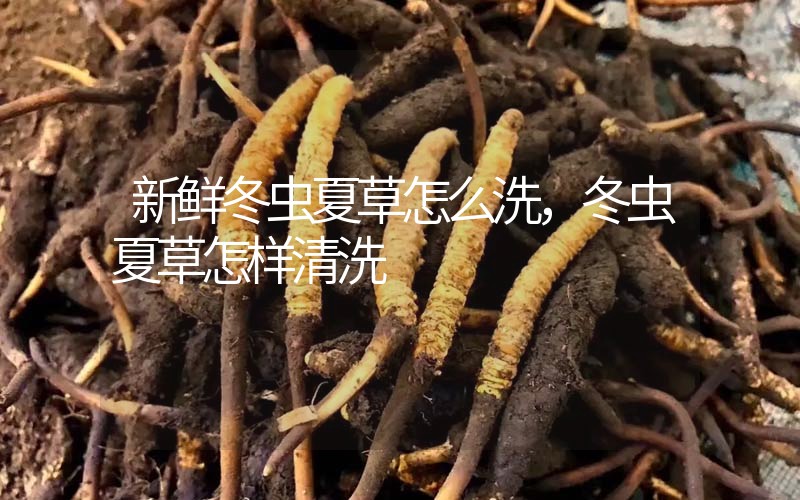 新鮮冬蟲夏草怎么洗，冬蟲夏草怎樣清洗