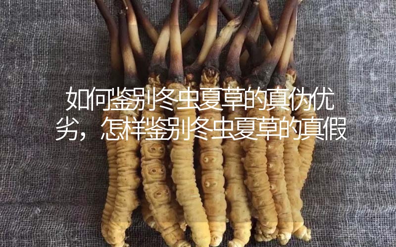 如何鑒別冬蟲夏草的真?zhèn)蝺?yōu)劣，怎樣鑒別冬蟲夏草的真假
