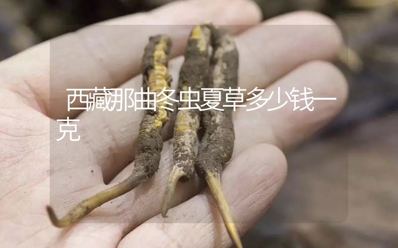西藏那曲冬蟲(chóng)夏草多少錢(qián)一克？