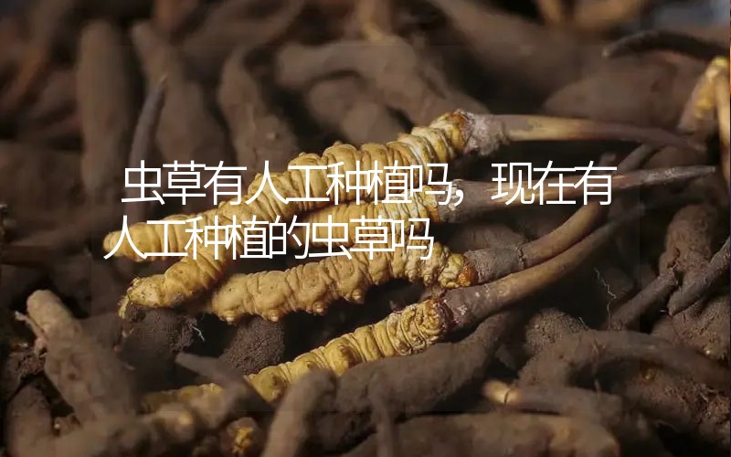 蟲草有人工種植嗎，現(xiàn)在有人工種植的蟲草嗎