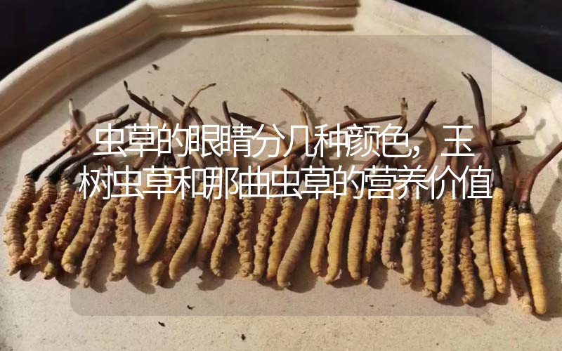 蟲草的眼睛分幾種顏色，玉樹蟲草和那曲蟲草的營(yíng)養(yǎng)價(jià)值