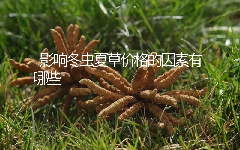 影響冬蟲夏草價格的因素有哪些？