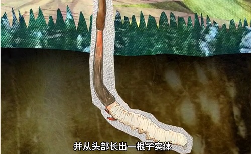 冬蟲夏草到底是蟲還是草？你猜到了嗎？