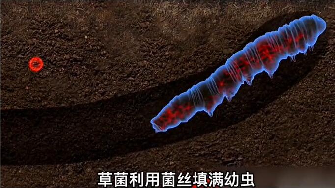 神奇的冬蟲(chóng)夏草為什么能從蟲(chóng)子變成草？它到底是怎么形成的呢？