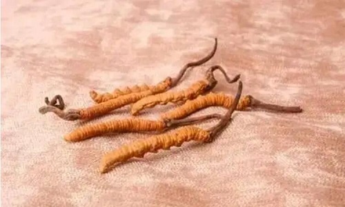 玉樹冬蟲夏草一斤多少錢？玉樹蟲草價格