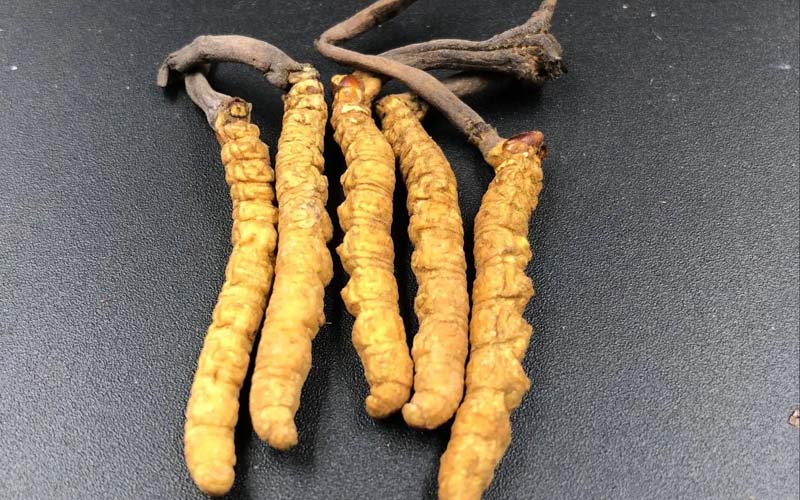 影響冬蟲夏草的價(jià)格因素有哪些？