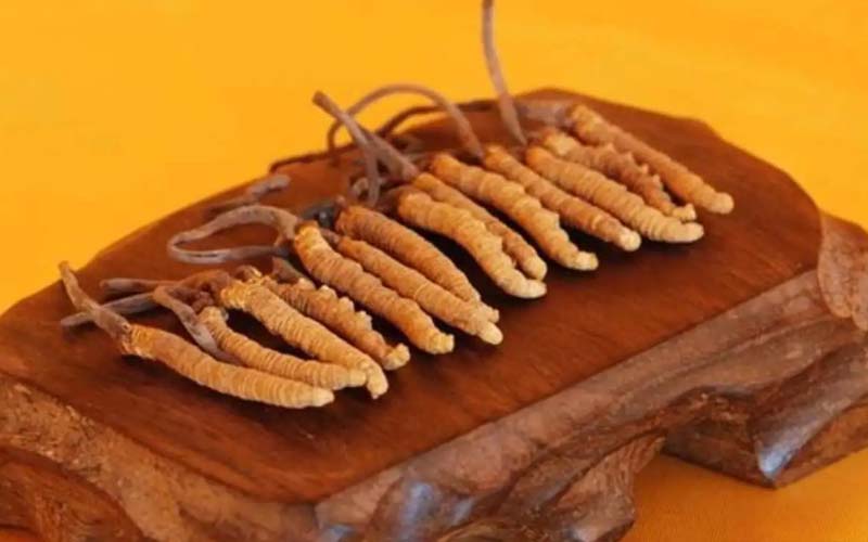 冬蟲(chóng)夏草需要每天吃嗎?冬蟲(chóng)夏草一天吃多少？