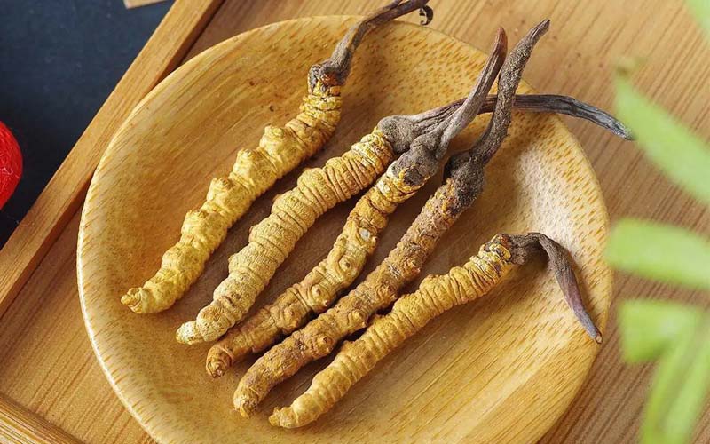 冬蟲夏草作用可以調(diào)節(jié)身體肝臟功能嗎？