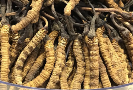 吃冬蟲夏草會出現(xiàn)過敏情況嗎？冬蟲夏草適合什么人吃？