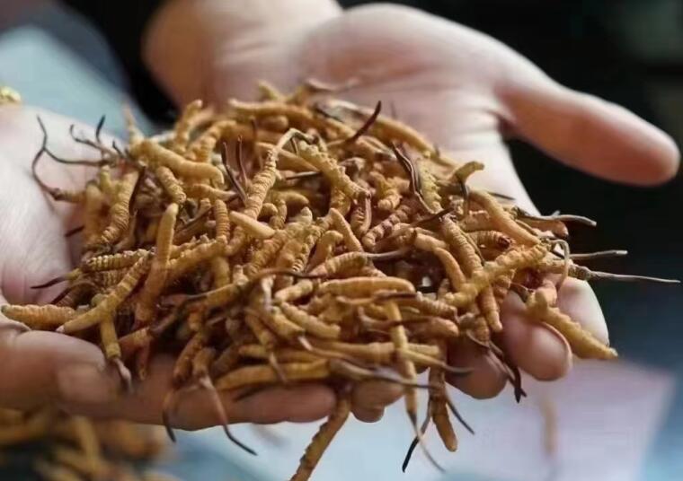新鮮冬蟲夏草怎么洗最好？新鮮冬蟲夏草怎么清洗？