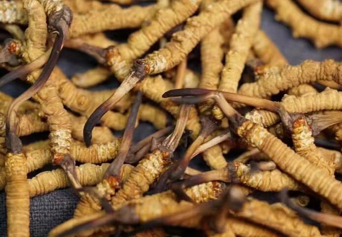 蟲(chóng)草和冬蟲(chóng)夏草區(qū)別，冬蟲(chóng)夏草跟涼山蟲(chóng)草的區(qū)別