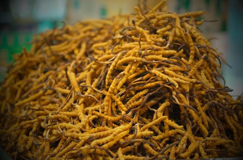 冬蟲夏草的產(chǎn)量為何一年不如一年呢？