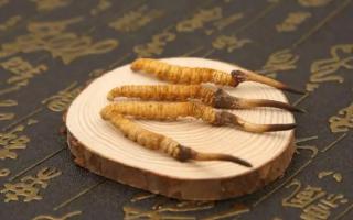 冬蟲夏草每天吃多少好？