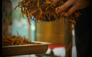 南方冬蟲夏草怎么防潮 不會(huì)變質(zhì)？