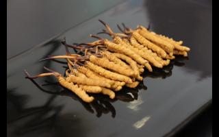 消費者對冬蟲夏草有哪些誤區(qū)？