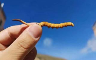 體驗(yàn)純凈的自然風(fēng)味，選擇冬蟲夏草