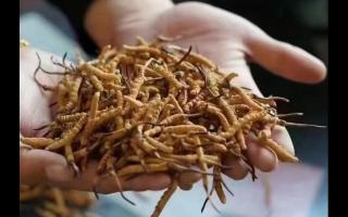 冬蟲夏草，體驗(yàn)來自高原的自然滋味