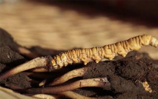 冬蟲夏草產(chǎn)地很多-品質(zhì)怎么樣呢?