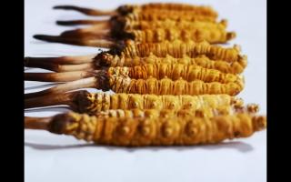 常見(jiàn)的有哪些不合格冬蟲(chóng)夏草？