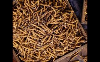 了解一下：冬蟲夏草的產(chǎn)地和采摘方式！