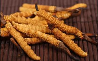 新鮮的冬蟲夏草怎么保存不會(huì)變質(zhì)？