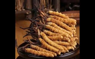 影響冬蟲夏草的價(jià)格因素有哪些？