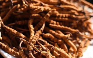 不易辨認(rèn)的冬蟲夏草造假方式！