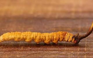 大小不一的冬蟲夏草有何區(qū)別？