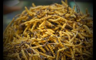 新鮮的冬蟲(chóng)夏草和陳草有何區(qū)別？