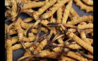 冬蟲夏草的產(chǎn)量為何一年不如一年呢？