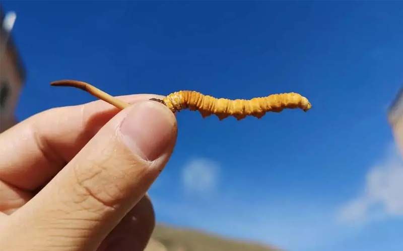 如何妥善保存新鮮的冬蟲夏草和干燥蟲草？