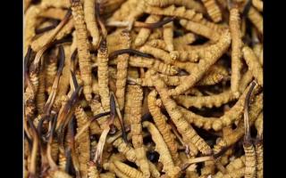 冬蟲夏草的用量和用法你吃對了嗎？