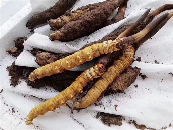 野生冬蟲(chóng)夏草多少錢(qián)一克？野生冬蟲(chóng)夏草2023價(jià)目表