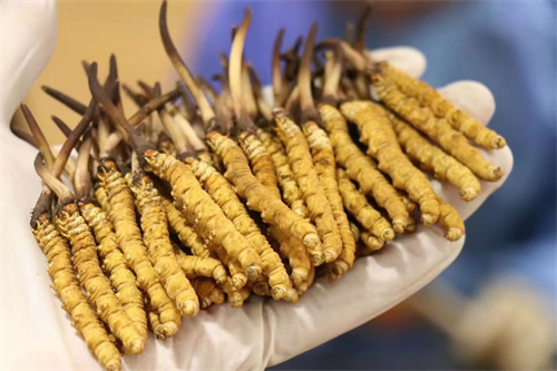 冬蟲夏草不能和什么一起吃？冬蟲夏草應(yīng)避免與6類食材同時(shí)食用