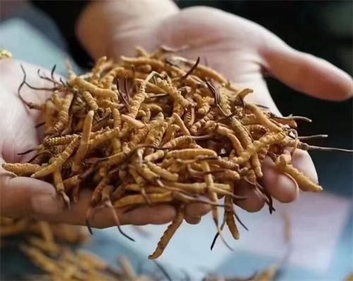 冬蟲(chóng)夏草是怎么形成的？冬蟲(chóng)夏草形成的主要步驟