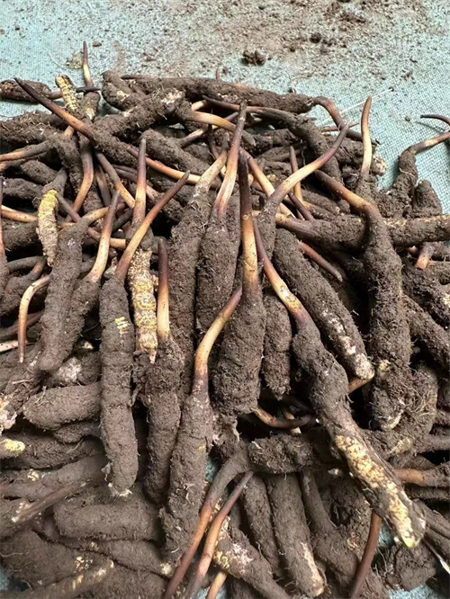 手術(shù)后能否食用冬蟲夏草？專家解答與術(shù)后康復(fù)建議
