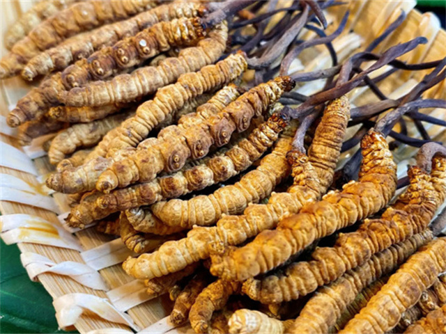 天然冬蟲夏草是怎么形成的？天然冬蟲夏草的形成過程