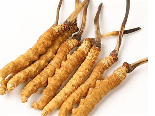 男人適合食用冬蟲(chóng)夏草嗎？冬蟲(chóng)夏草的藥用價(jià)值