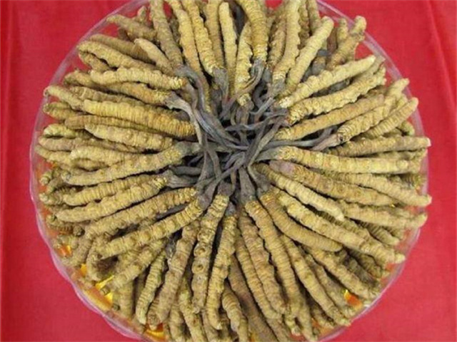 冬蟲夏草價(jià)格一克多少錢？影響冬蟲夏草價(jià)格的4個(gè)因素