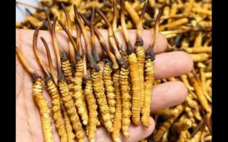 珍草王冬蟲夏草是真的嗎？揭秘珍稀藥材的真相